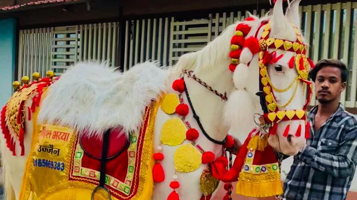 Rathore horse farm Ujjain in Ujjain