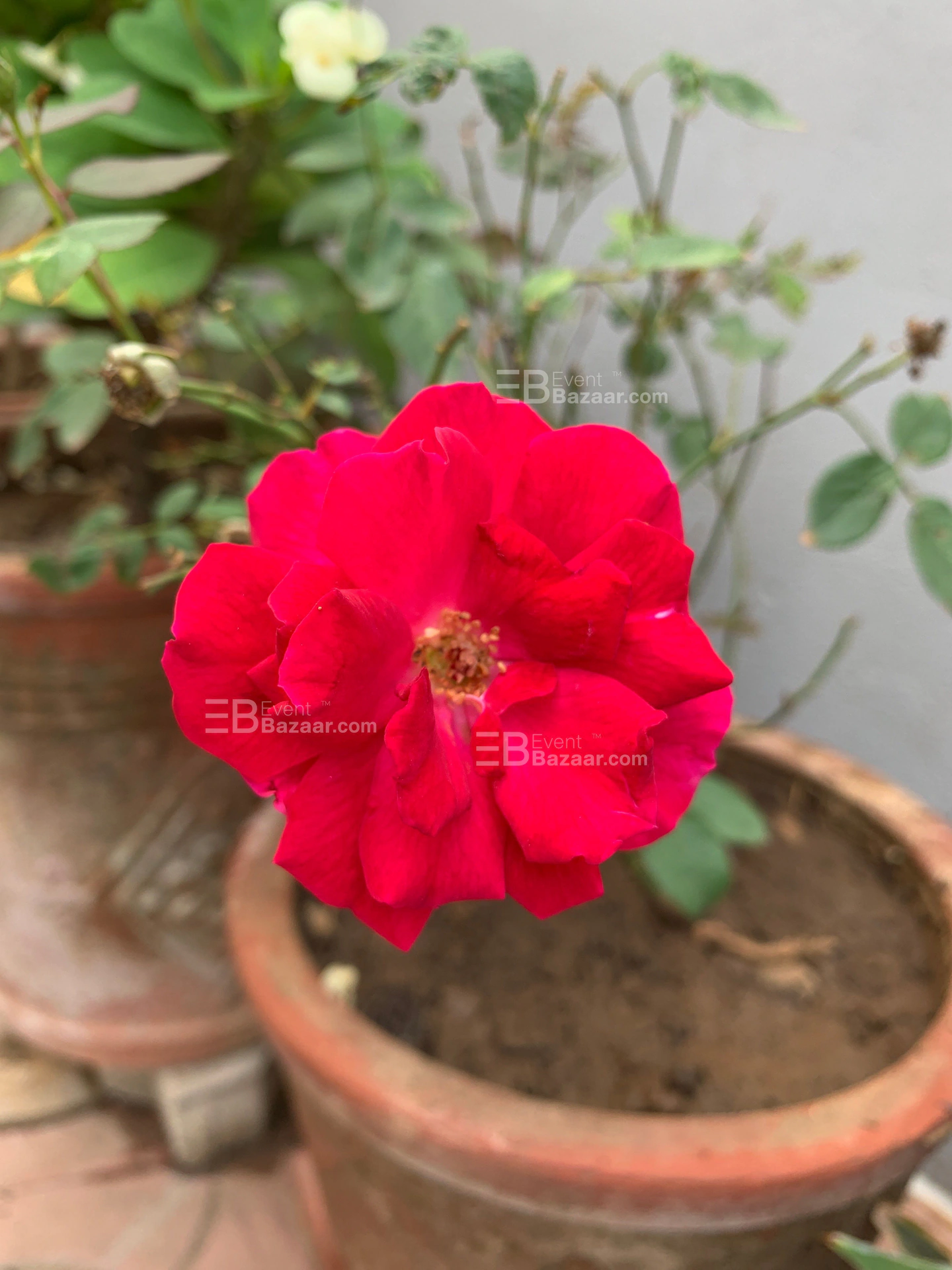 The Album photo 16