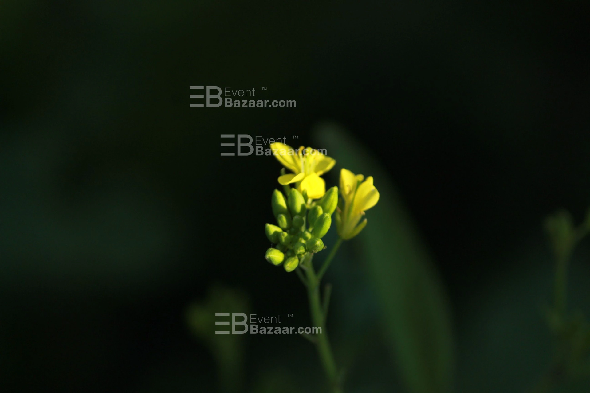 Our Portfolio photo 11